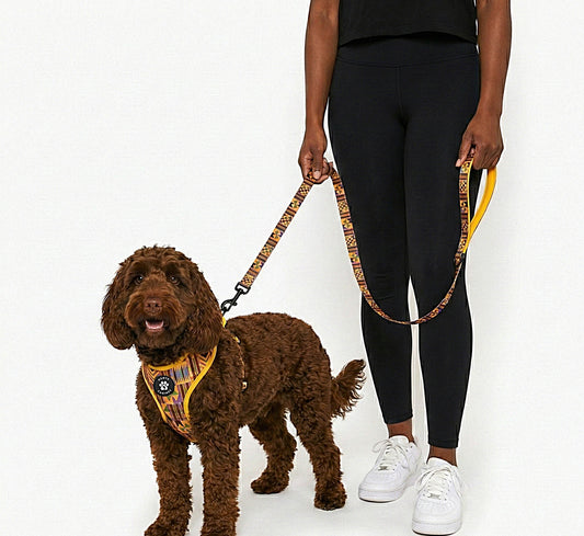 Brown Poodle Mix Dog wearing a Kente Canines Gold Rush Yellow harness with a person holding a leash on a white background