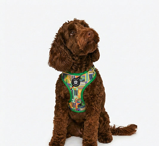 Brown dog wearing Kente Canines Jungle Green patterned harness on a white background from the front