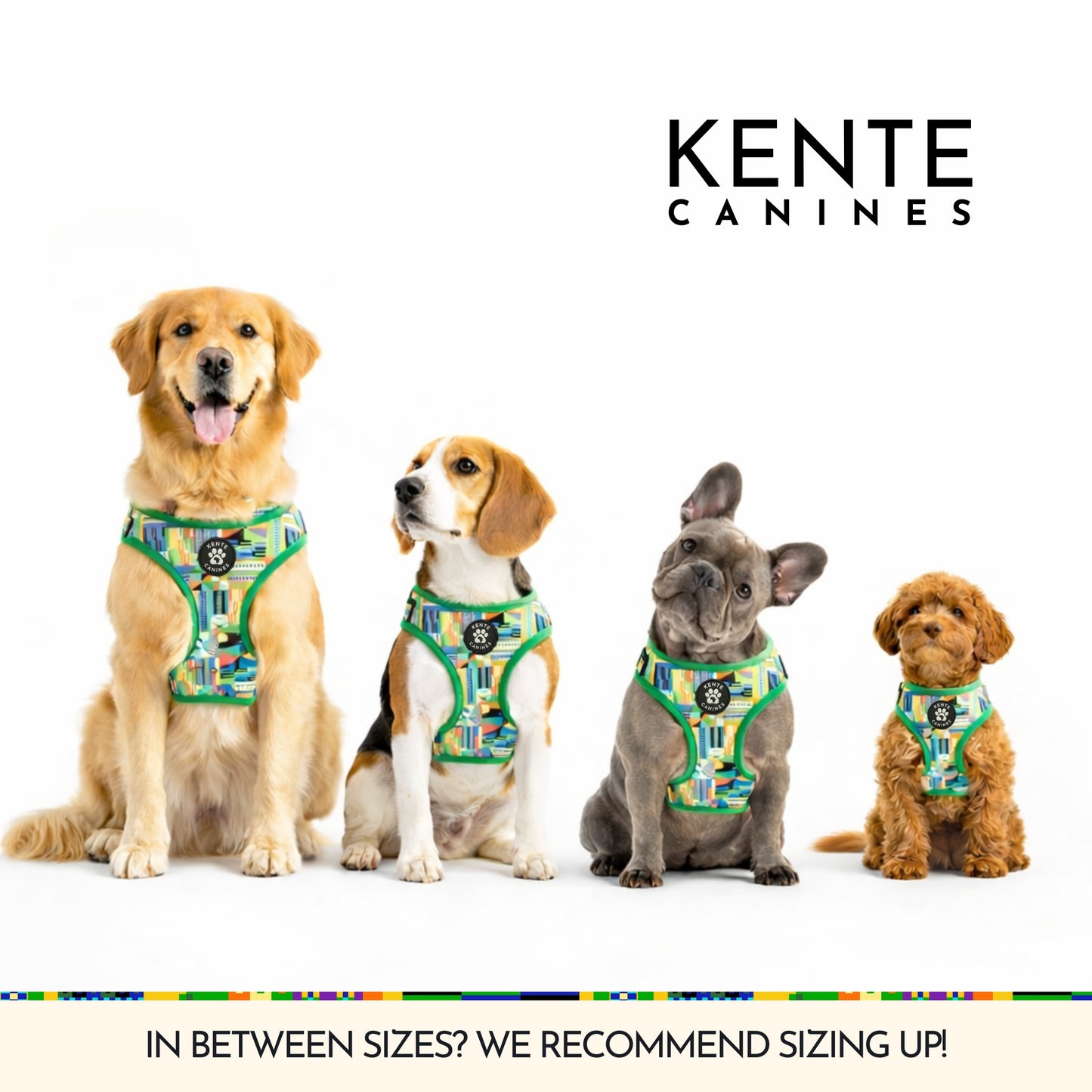 Four dogs wearing Kente Canines harnesses of different sizes on a white background.