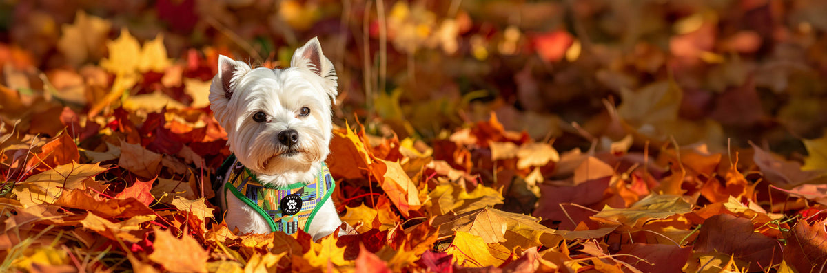 Fall Leaves Yorkie Banner. A white Yorkie sits in a pile of leaves wearing a Kente Canines Jungle Green warness.