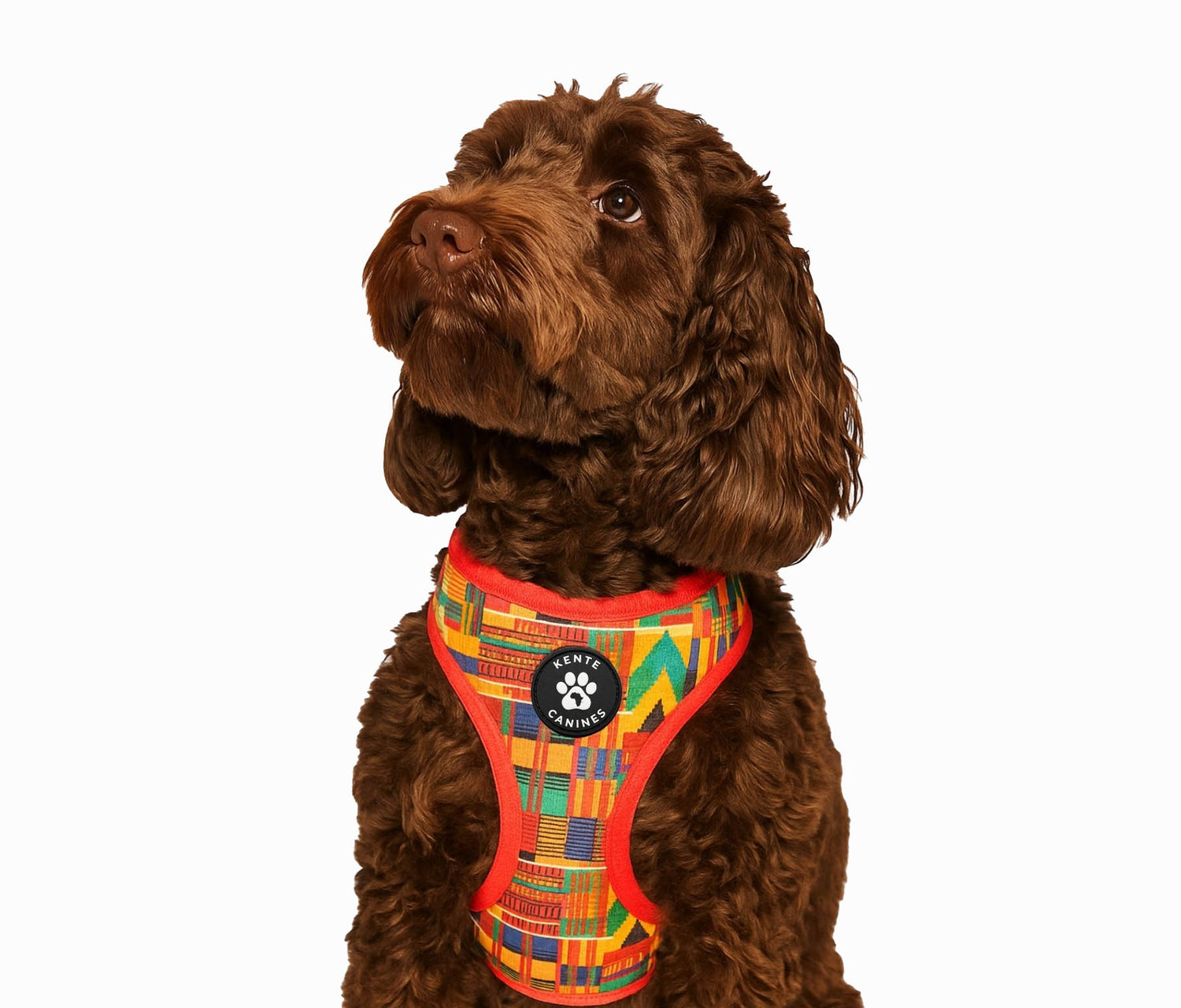 Fufu the dog looking to the left in a red kente canines harness