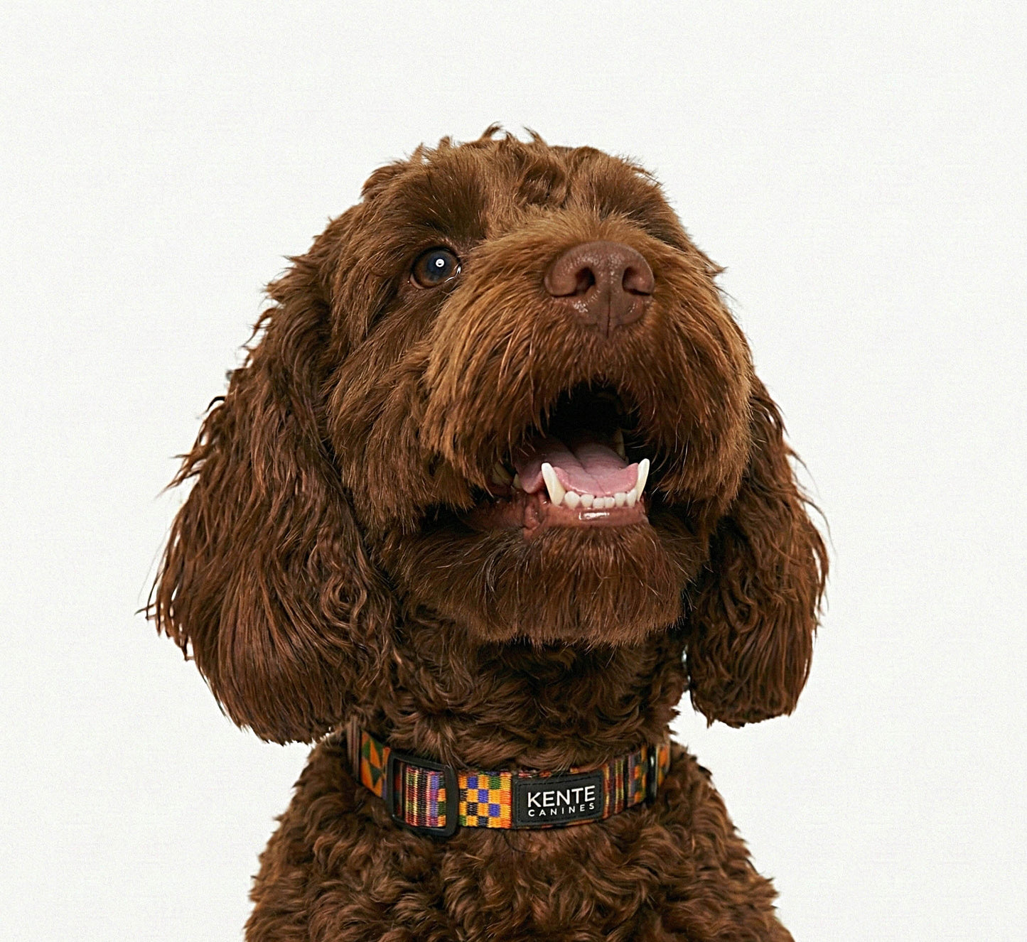 Brown dog wearing a colorful Kente Canines Gold Rush Yellow collar with 'Kente' branding on a white background