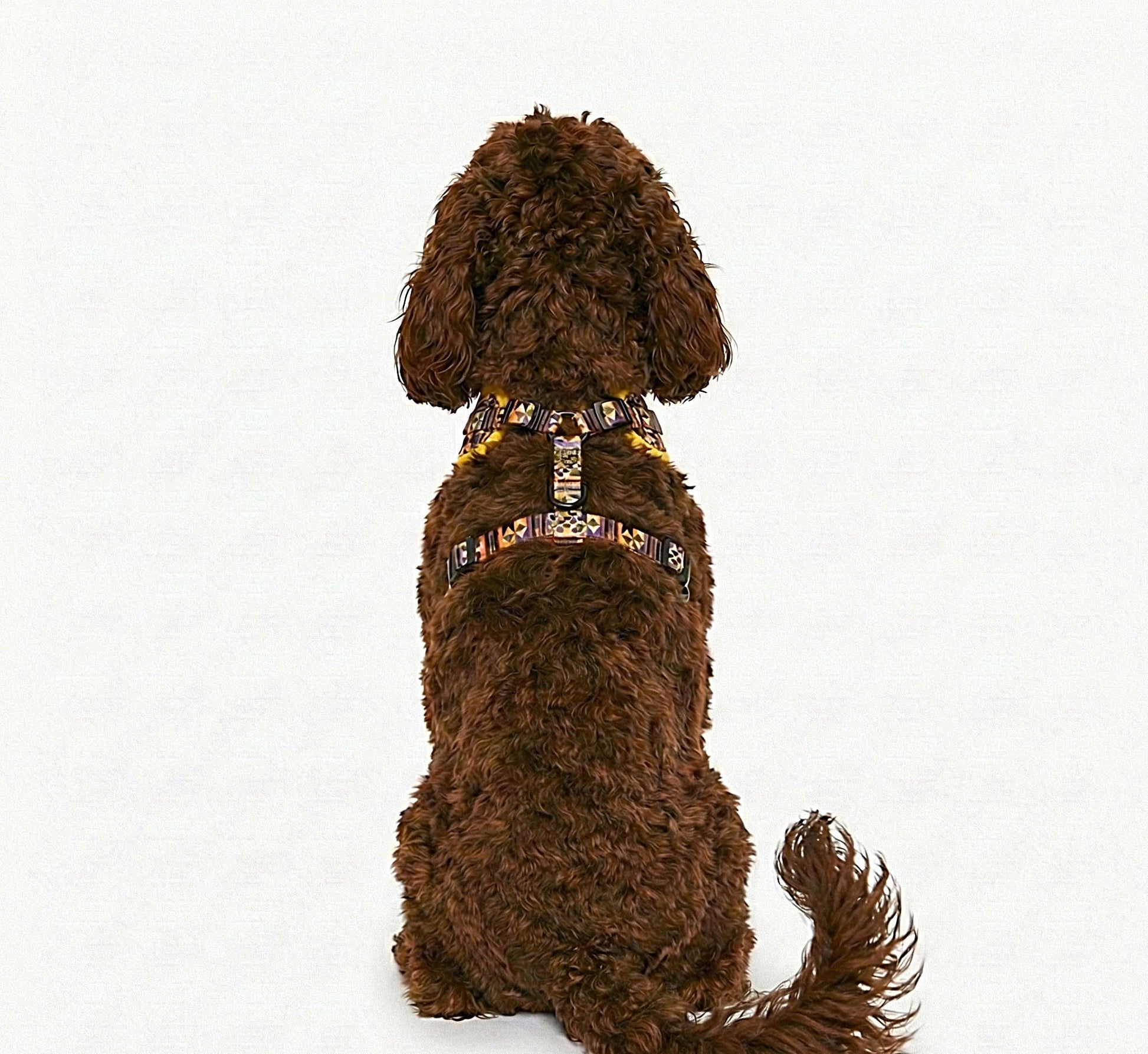 Brown dog wearing Kente Canines Gold Rush yellow patterned harness on a white background from the back