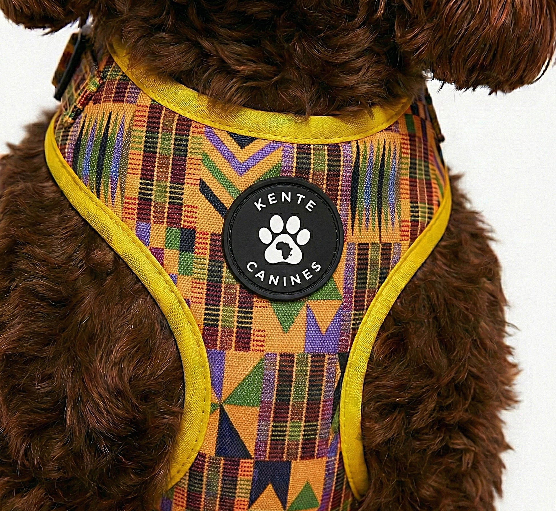 Brown dog wearing Kente Canines Gold Rush yellow patterned harness on a white background from the front zoomed in