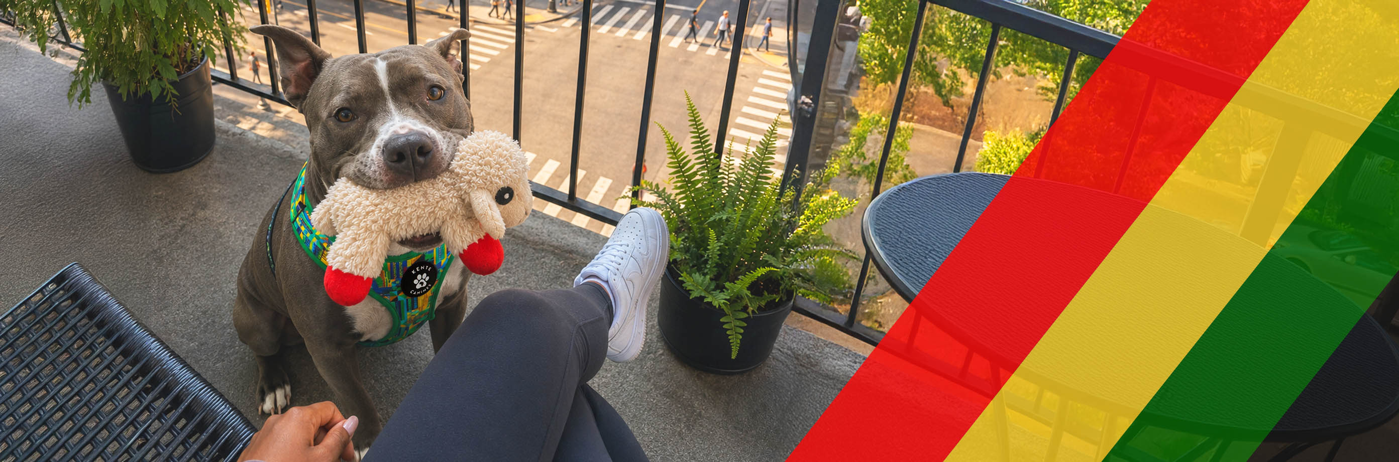 American Pit Bull Terrier Roman holding Lambchop toy on balcony. Black pet mom sitting on balcony with Roman.