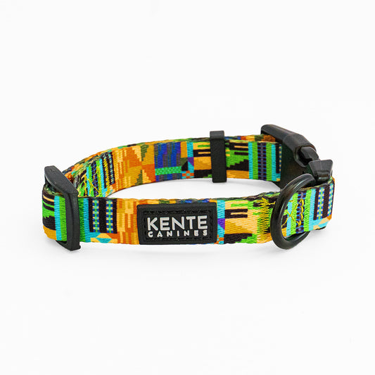 Kente Canines Jungle Green Colorful dog collar with 'Kente Canines' branding on a white background
