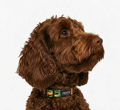 Kente Canines Jungle Green Brown dog wearing a colorful collar on a white background