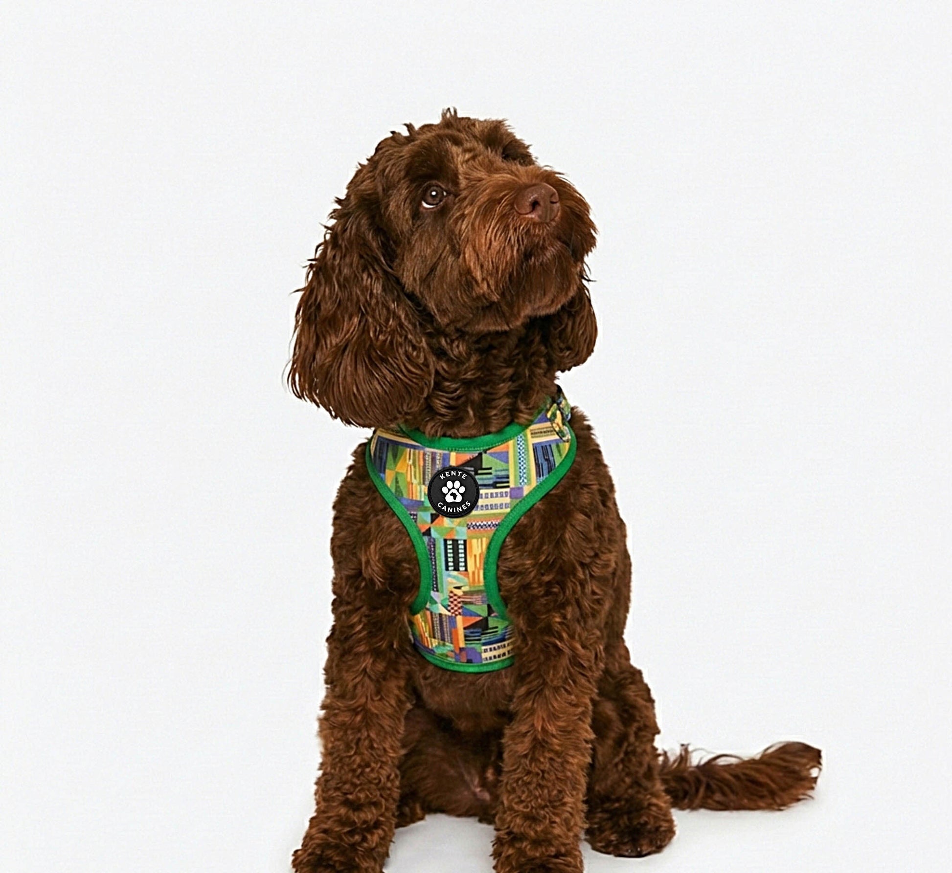 Brown dog wearing Kente Canines Jungle Green patterned harness on a white background from the front