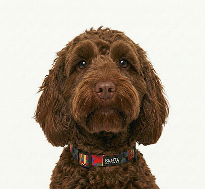 Kente Canines Safari Sunset Brown dog wearing a colorful collar on a white background