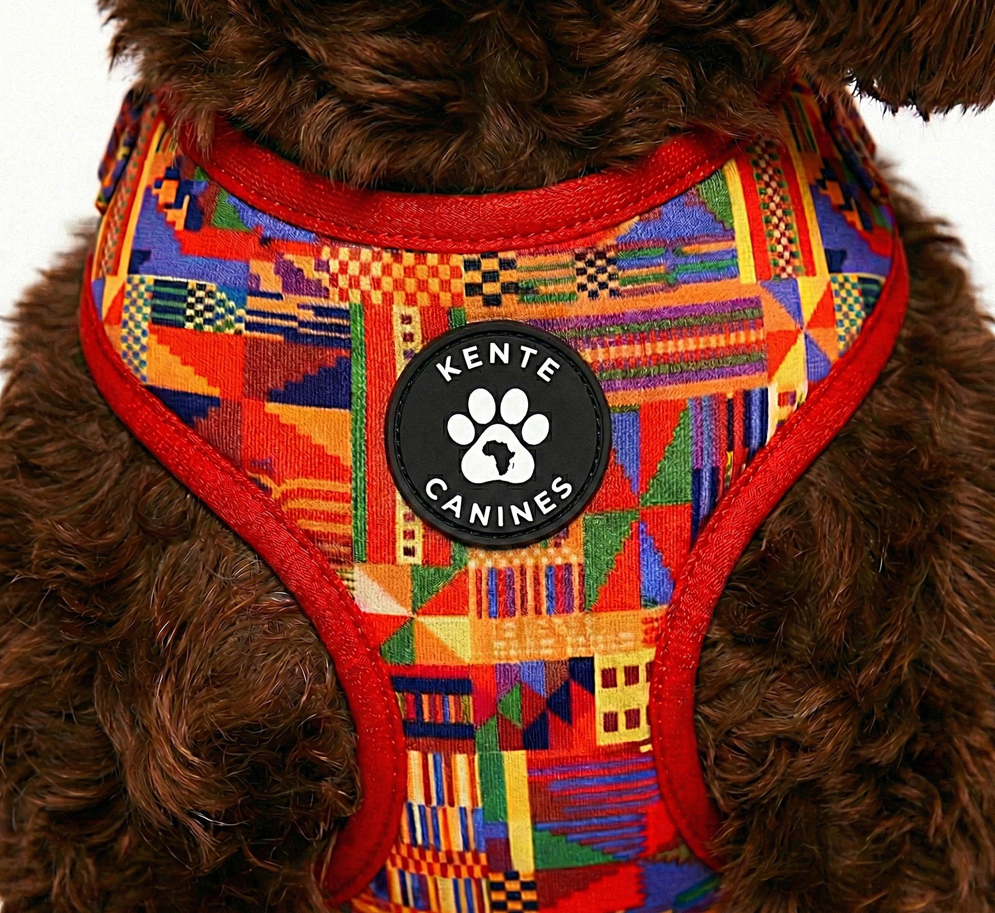 Brown dog wearing Kente Canines Safari Sunset Red patterned harness on a white background from the front zoomed in