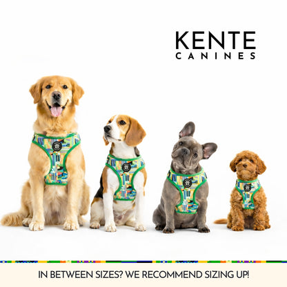 Four dogs wearing Kente Canines harnesses of different sizes on a white background.