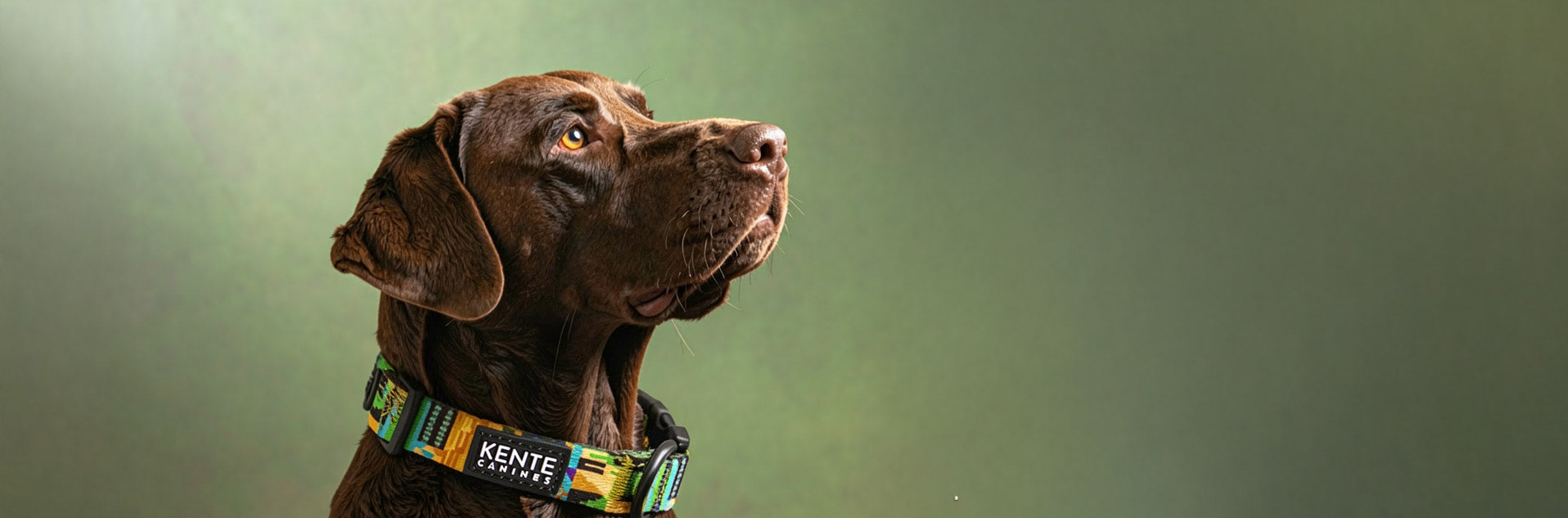 A chocolate brown dog wearing a colorful patterned collar with the brand name 'KENTE CANINES' visible, set against a soft green studio background.