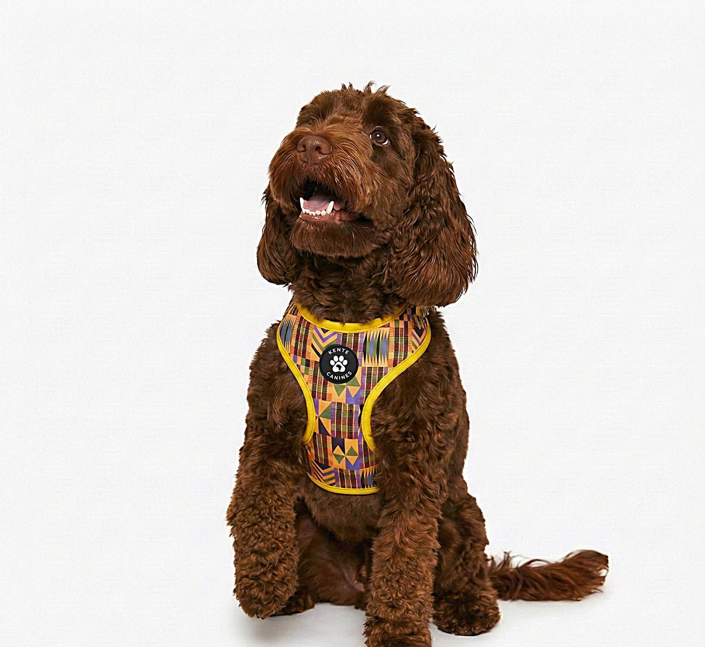 Brown dog wearing Kente Canines Gold Rush yellow patterned harness on a white background from the front