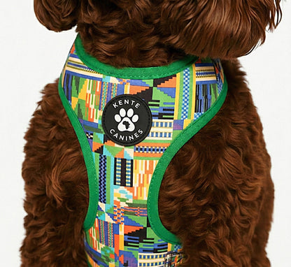 Brown dog wearing Kente Canines Jungle Green patterned harness on a white background from the front zoomed in