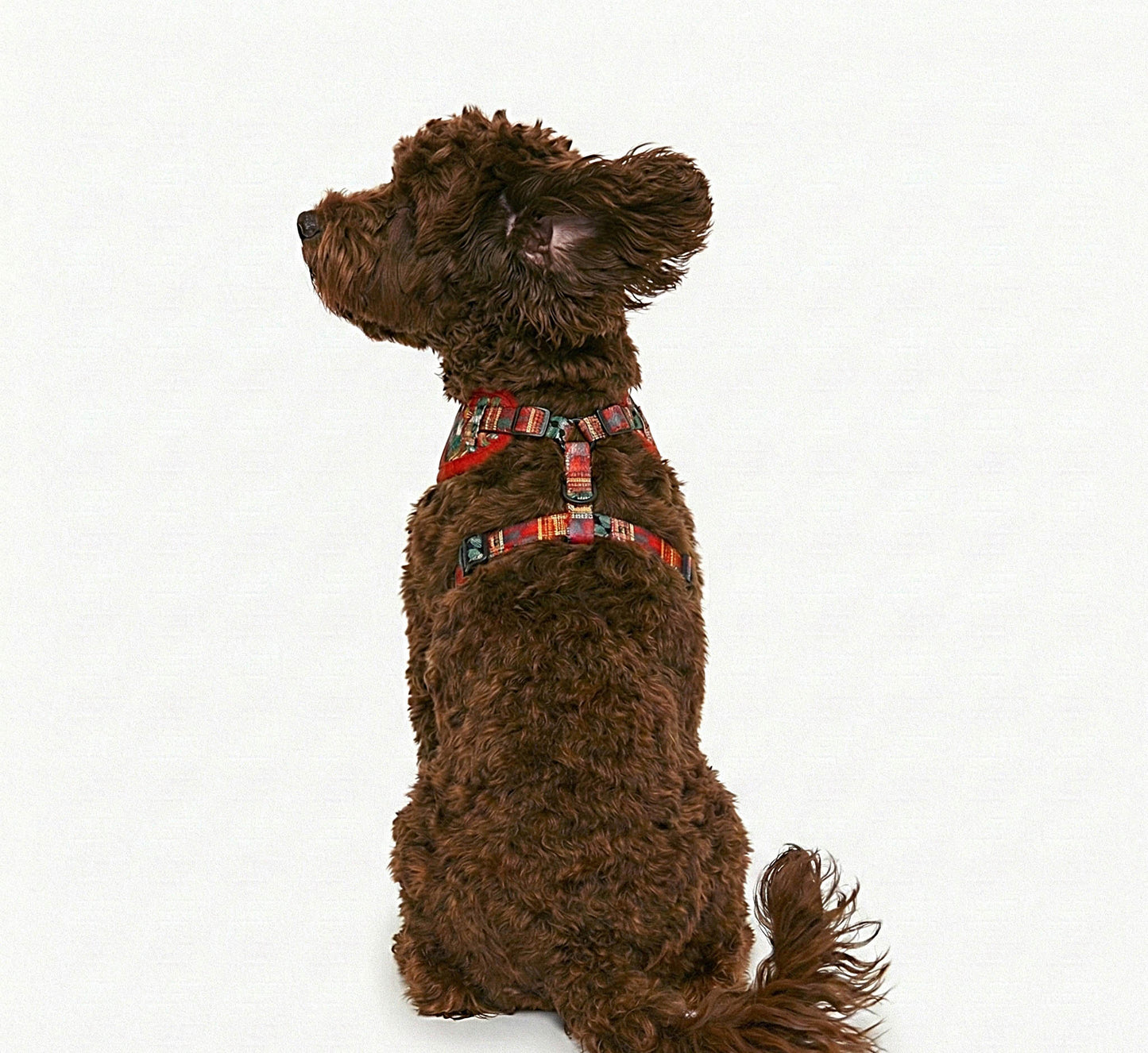 Brown dog wearing Kente Canines Safari Sunset Red patterned harness on a white background from the back