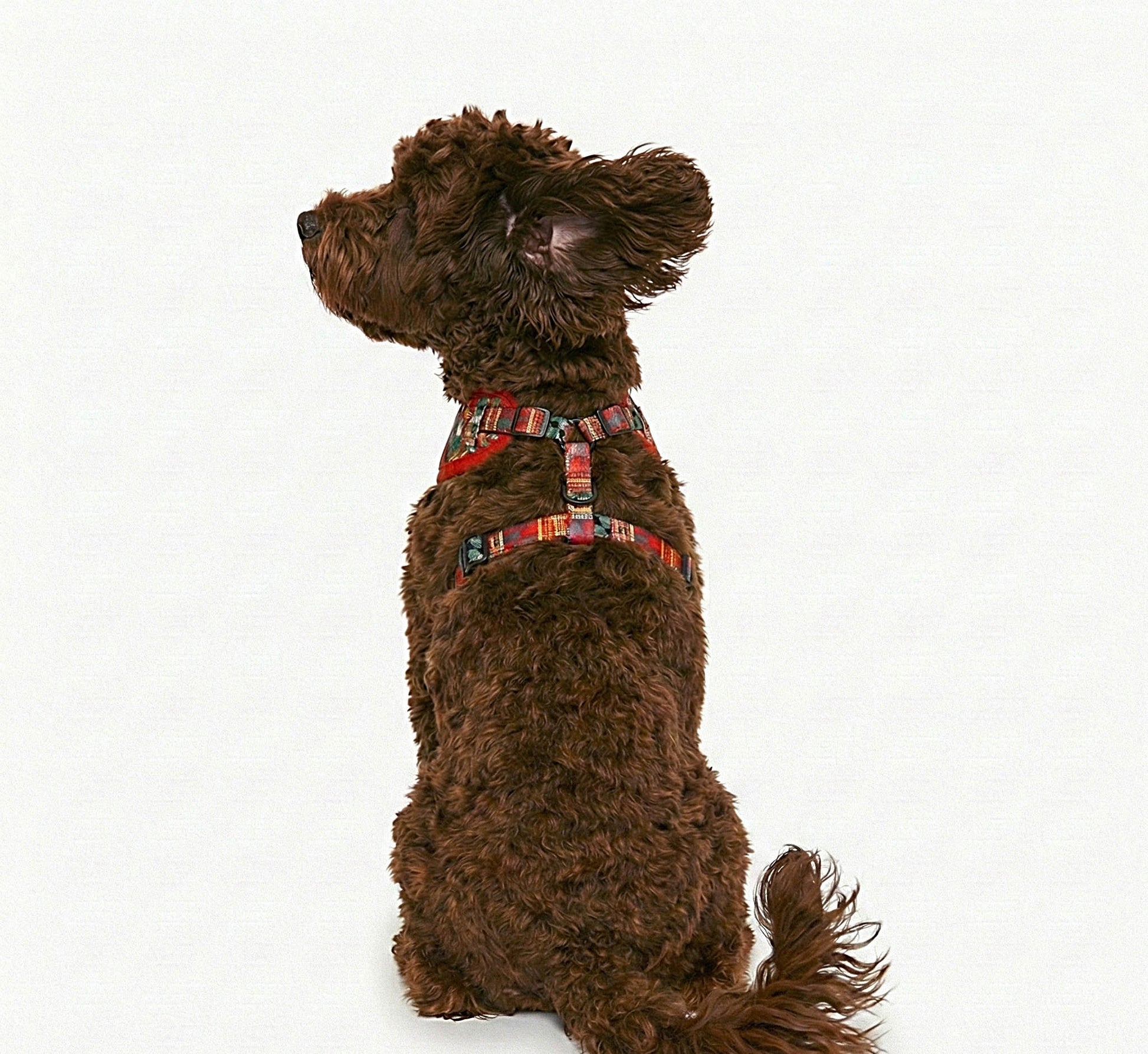Brown dog wearing Kente Canines Safari Sunset Red patterned harness on a white background from the back