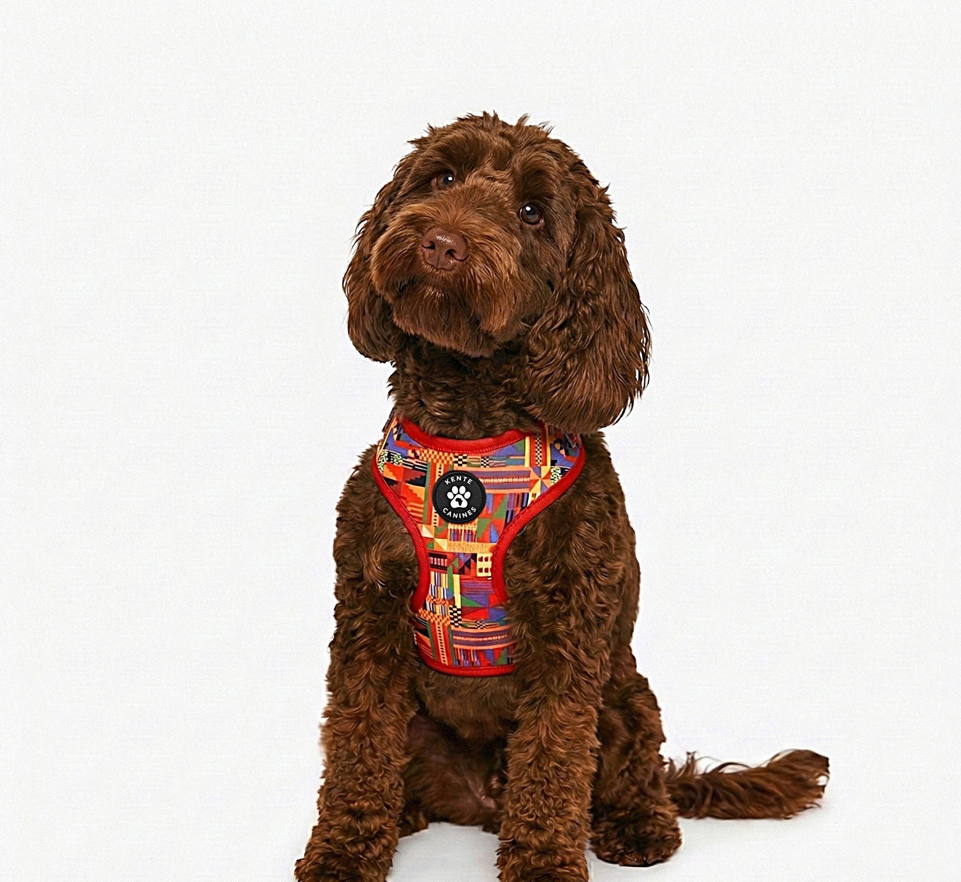 Brown dog wearing Kente Canines Safari Sunset Red patterned harness on a white background from the front